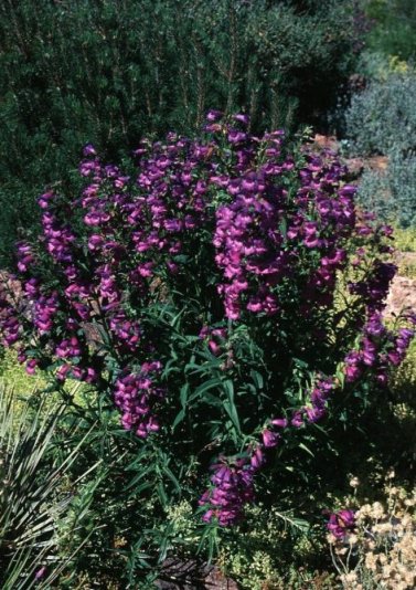 Plant photo of: Penstemon strictus