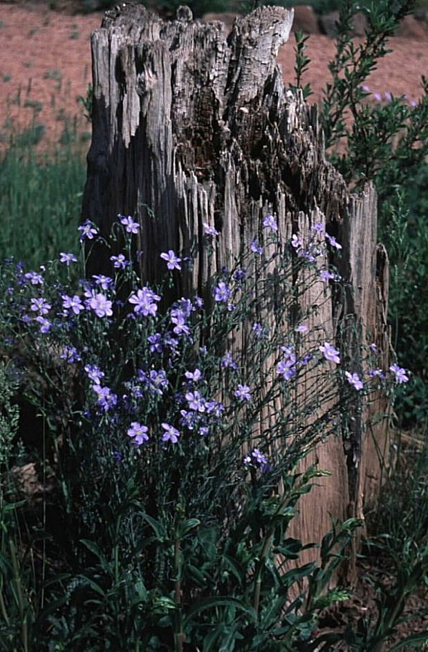 Linum perenne ssp. lewisii