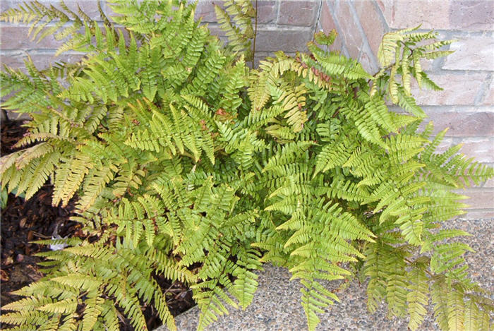Dryopteris erythrosora