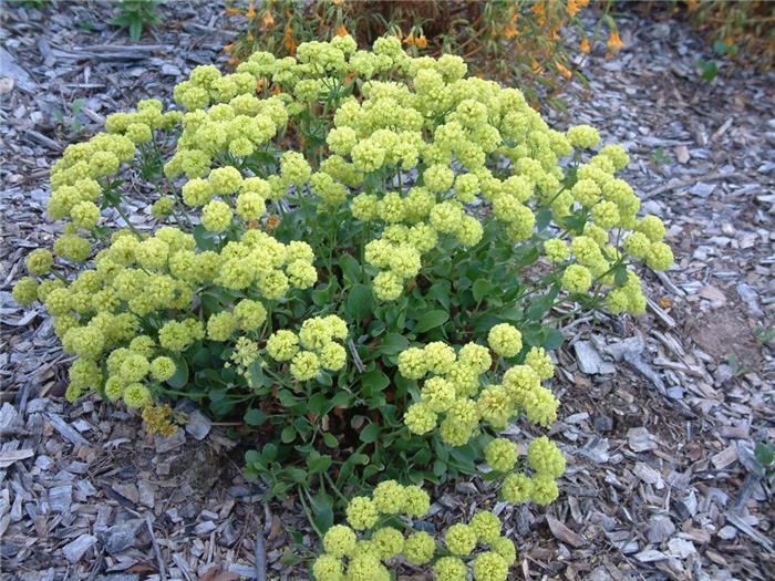 Sulfur Flower Buckwheat