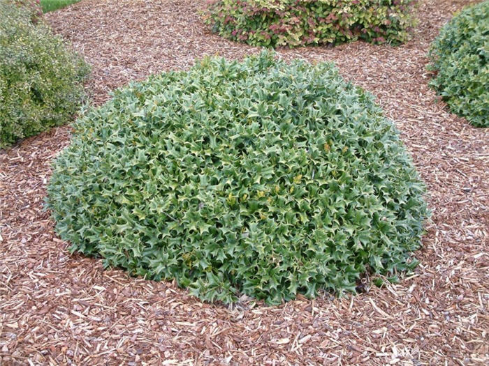 Dwarf Yaupon