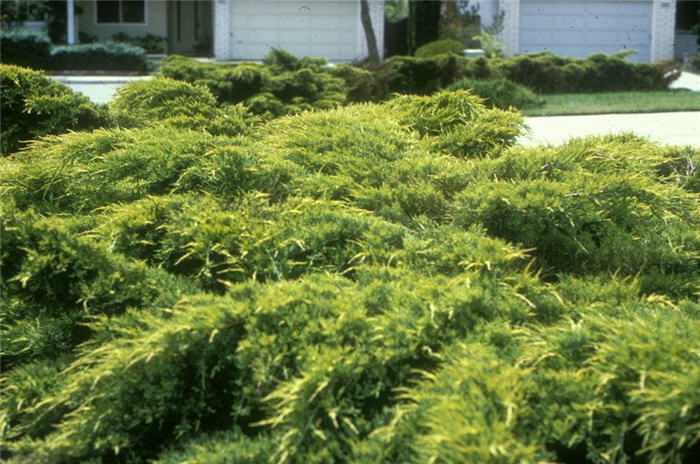 Juniperus X 'Pfitzeriana Aurea'