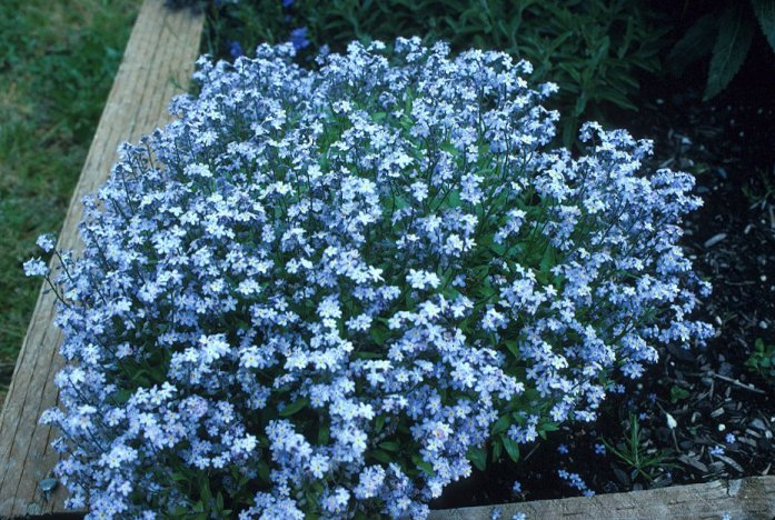 Myosotis sylvatica