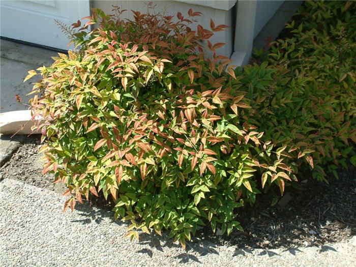 Plant photo of: Nandina domestica 'Harbour Dwarf'
