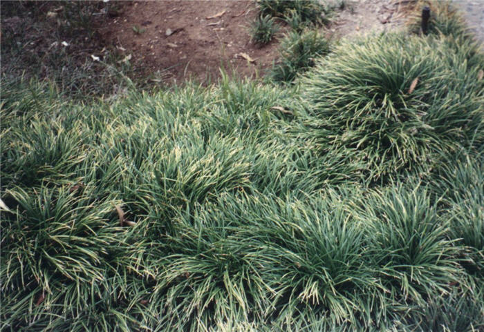 Ophiopogon japonicus