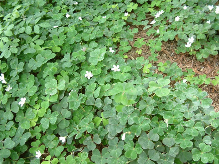 Oxalis oregana