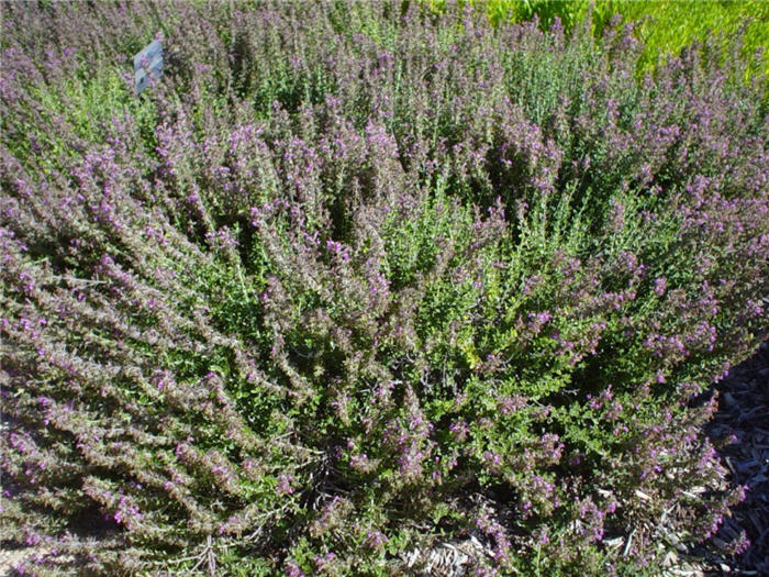 Teucrium cossonii majoricum