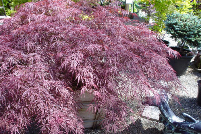 Shalina Japanese Maple