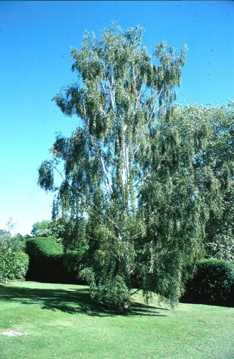 Betula pendula 'Dalecarlica'