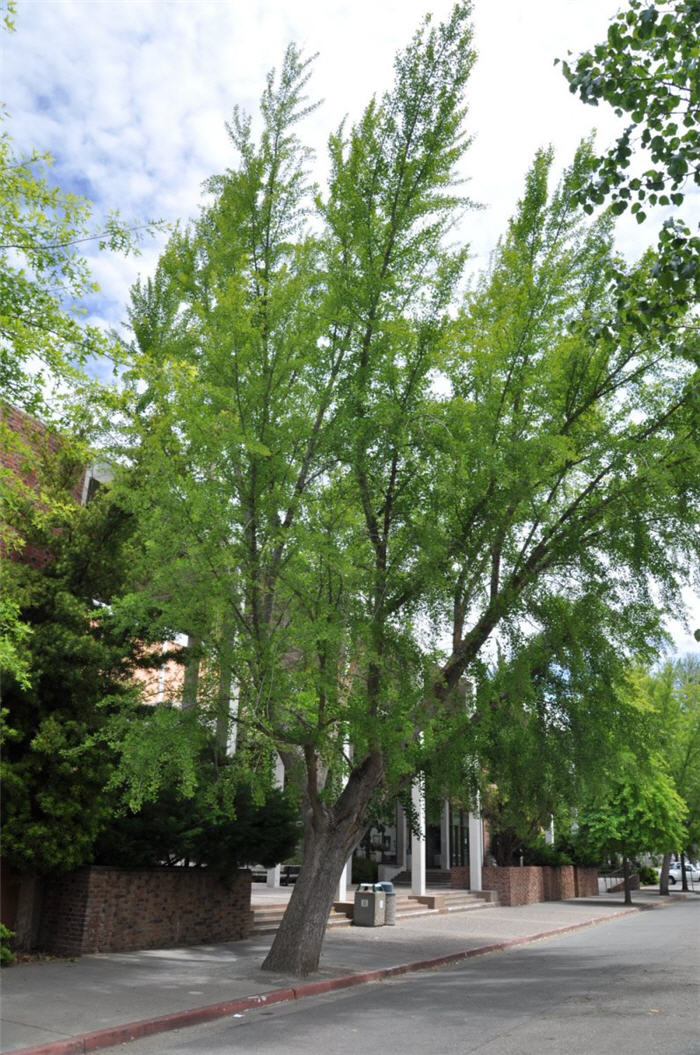 Ginkgo biloba 'Saratoga'
