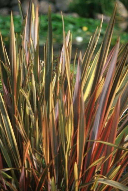 Phormium 'Rainbow Warrior'