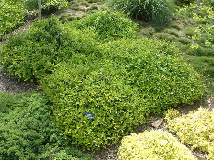 Trachelospermum asiaticum