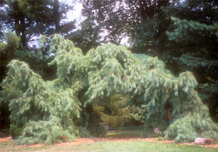 Pinus strobus 'Nana Pendula'