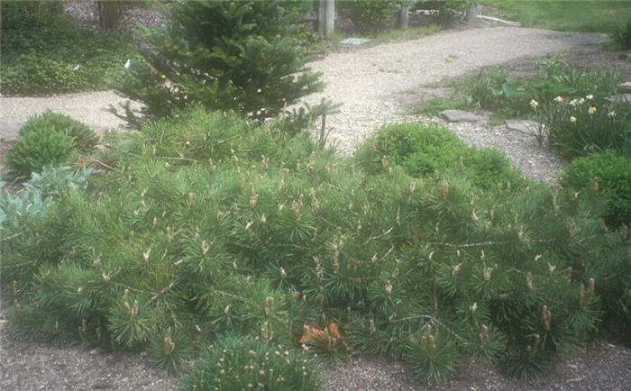 Pinus sylvestris 'Hillside Creeper'