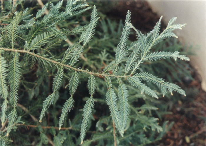 Sequoia sempervirens 'Woodside Blue'