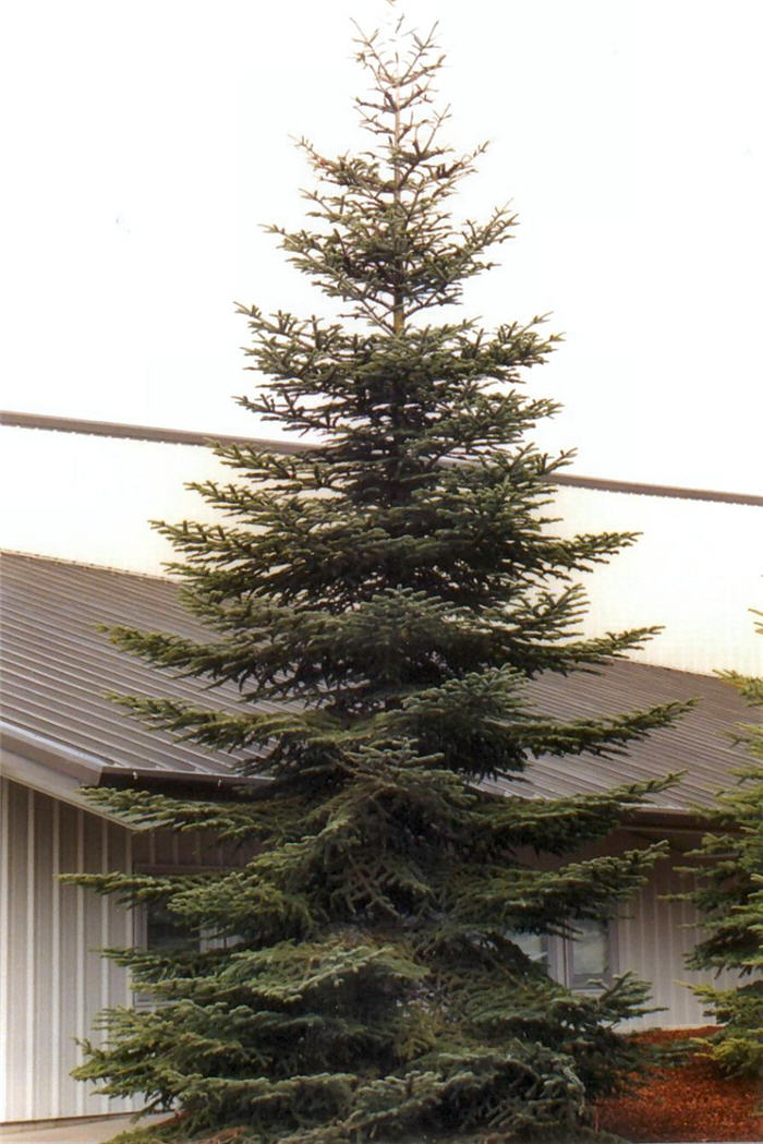 Spanish Fir