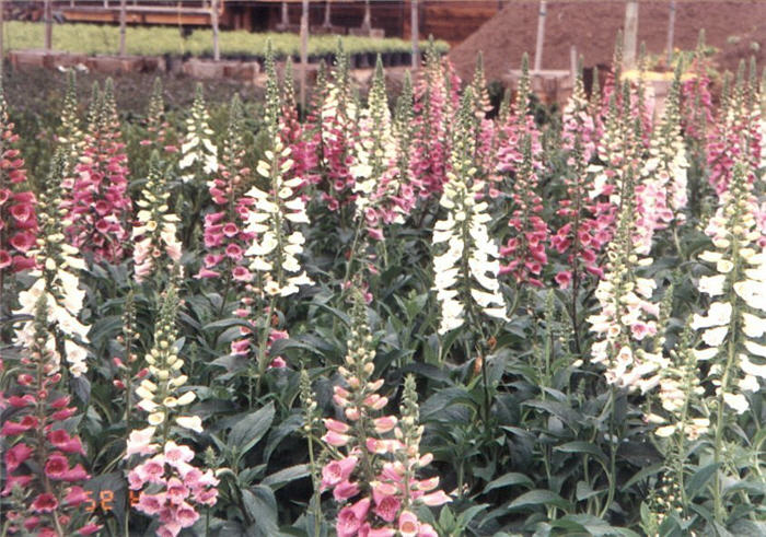 Plant photo of: Digitalis purpurea