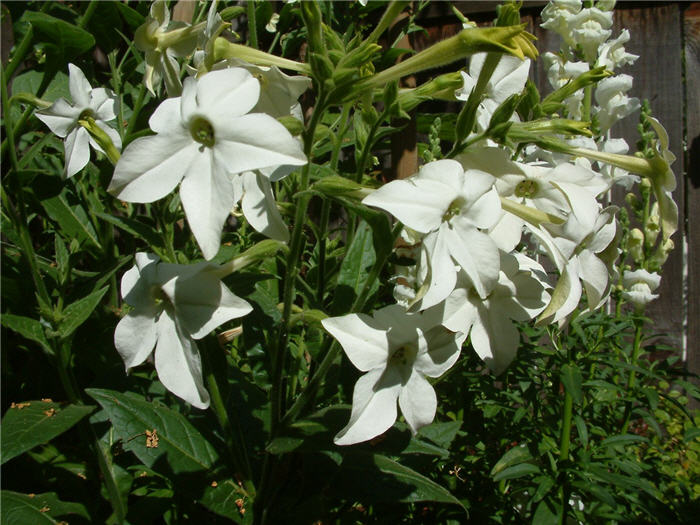 Nicotiana alata 'Domino Mix'