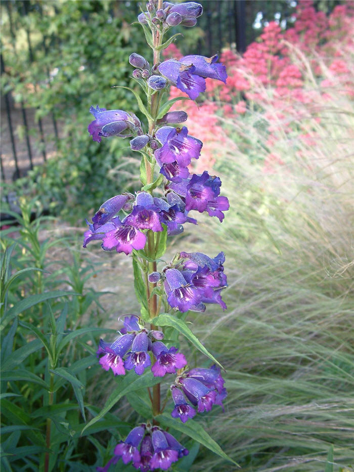 Midnight Penstemon (dark purple)