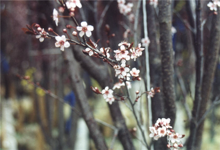 Prunus cerasifera 'Mt St. Helens'