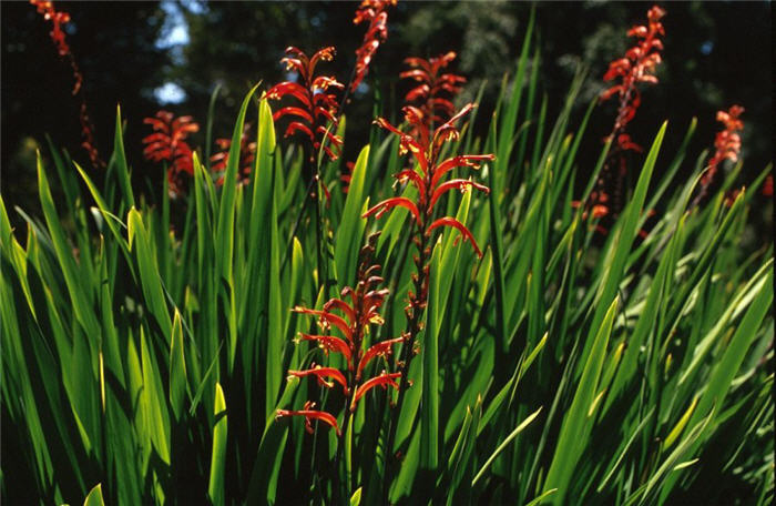 Crocosmia X crocosmiiflora
