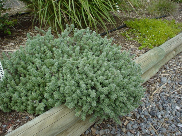 Dorycnium hirsutum