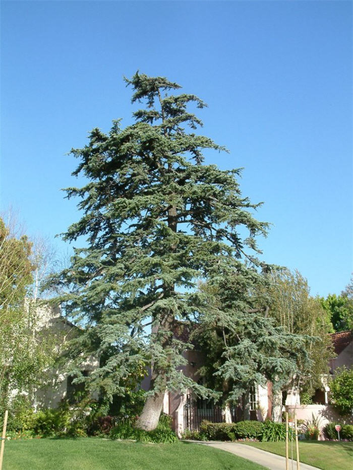 Cedrus deodara