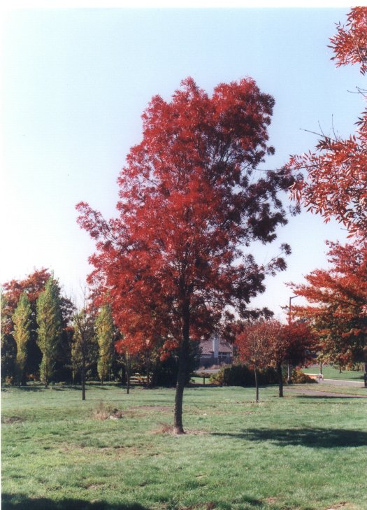 Fraxinus angustifolia 'Raywood'