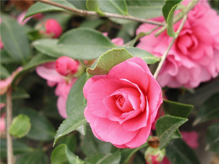 Plant photo of: Camellia sasanqua 'Chansonette'