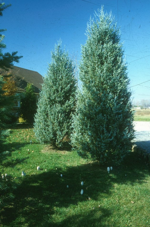Juniperus scopulorum 'Blue Haven'