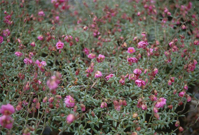 Helianthemum nummularium 'Annabel'