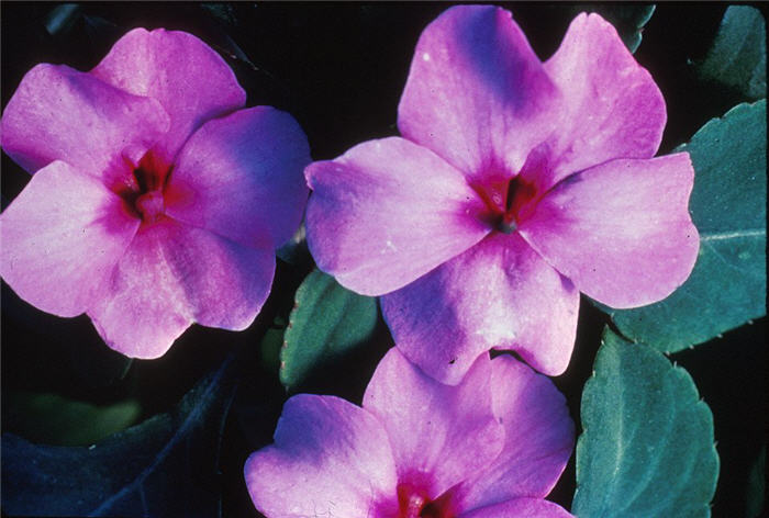 Impatiens walleriana 'Twilight'