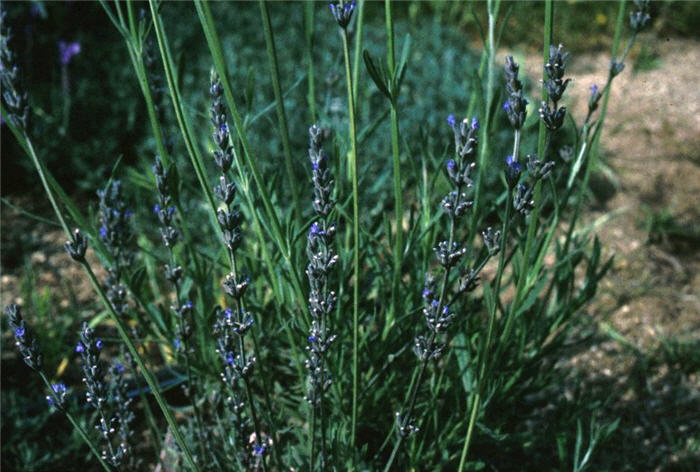 Spike Lavender