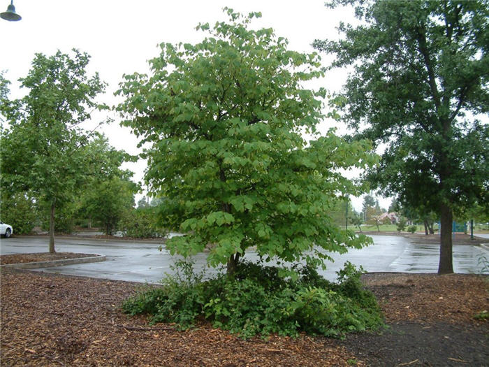 Cercis canadensis