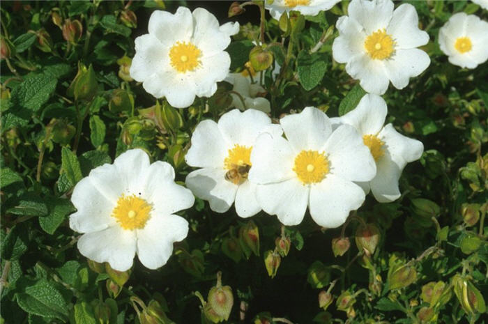 Cistus salviifolius