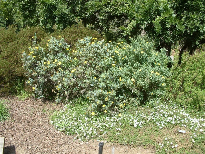 Dendromecon harfordii