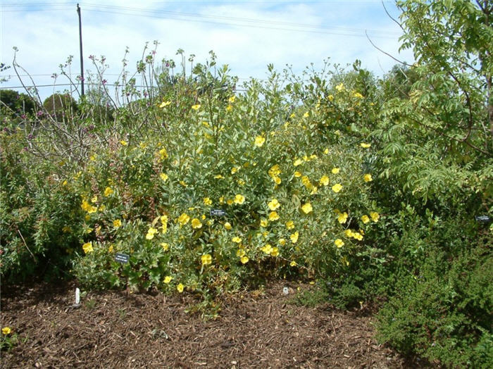 Bush Poppy