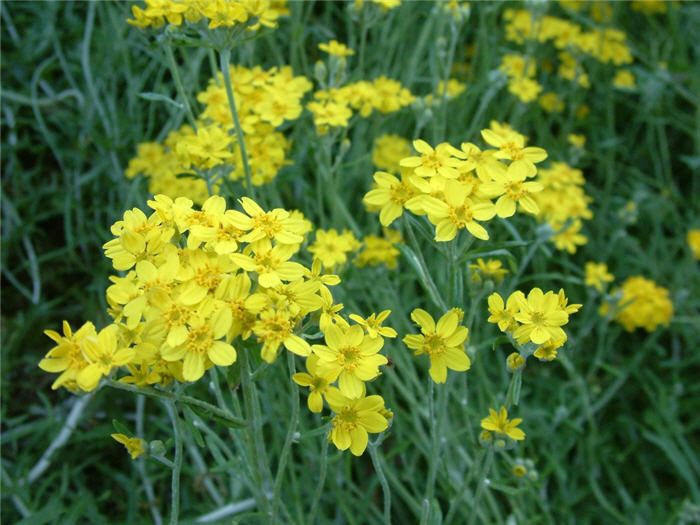 Golden-Yarrow