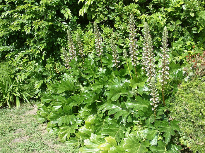 Acanthus, Bear's Breech