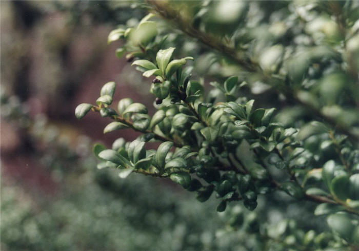 Ilex crenata