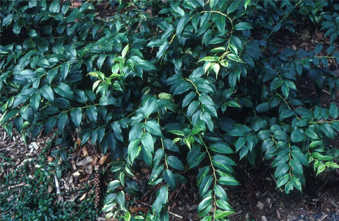 Leucothoe fontanesiana 'Rainbow'