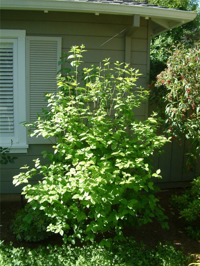 Philadelphus lewisii 'Goose Creek'