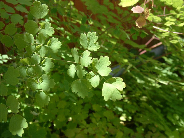 Western Meadow Rue