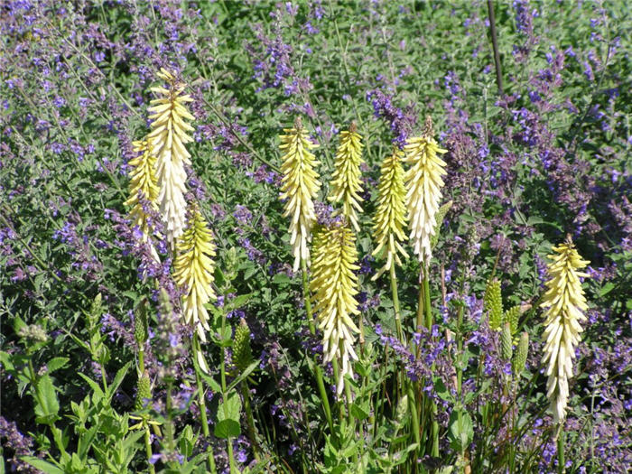 Kniphofia 'Little Maid'