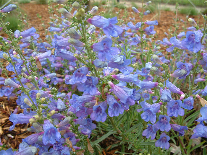 Penstemon heterophyllus