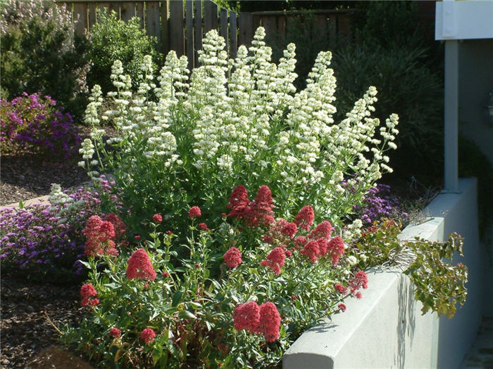 Centranthus ruber 'Albus'
