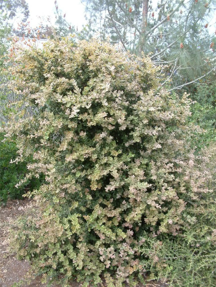 Quercus chrysolepis