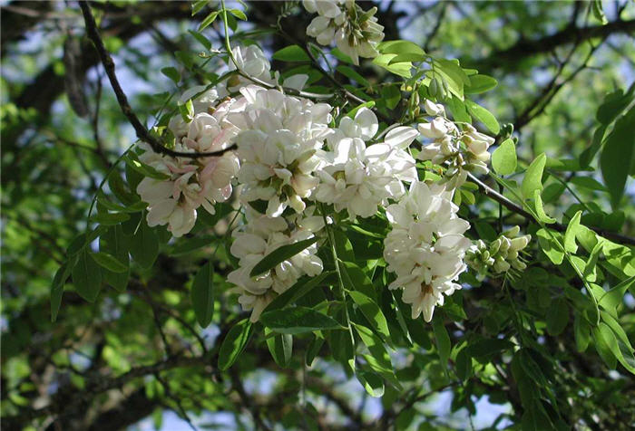 Black Locust