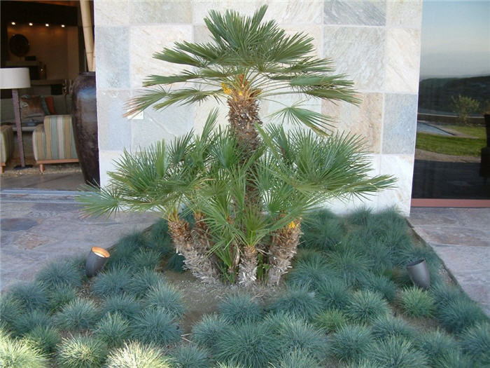 Chamaerops humilis