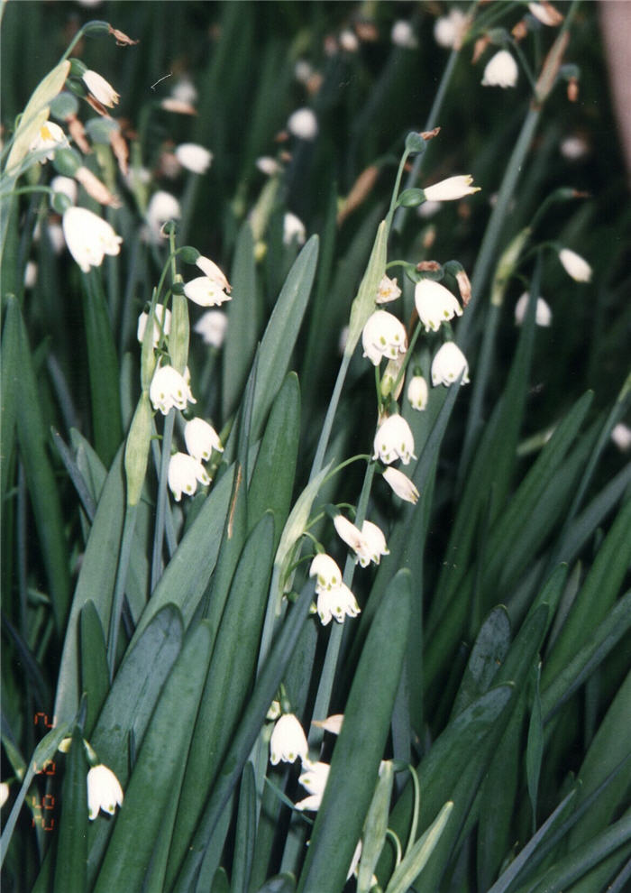 Leucojum aestivum